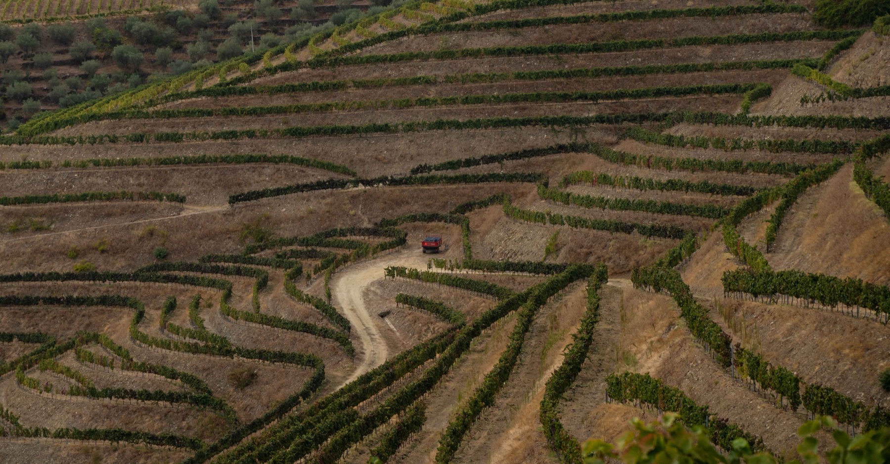 Terraced vineyard hillsides with a small red vehicle on a dirt road.